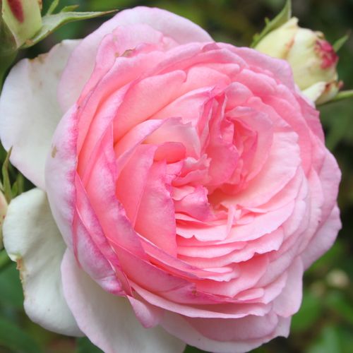 E-commerce, vendita, rose, in, vaso rose climber - rosa - Rosa Eden Rose® - rosa mediamente profumata - Jacques Mouchotte - ,-